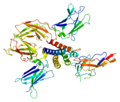 Interleukin-2 receptor beta chain structure