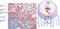 Feto-maternal interface showing uterine milk