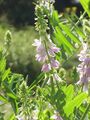 Bioprospecting