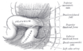 Anatomy of the jejunum