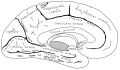Subcallosal area