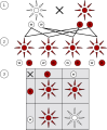 Mendelian inheritance