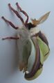 Luna moth emergence male