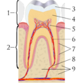 Cross sections of teeth