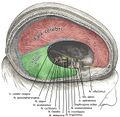 Falx cerebri and tentorium cerebelli