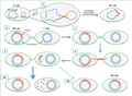 Hfr Recombination