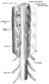 Spinal nerve
