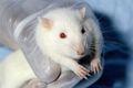 Laboratory_rat